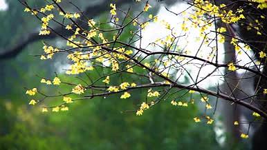 冬天腊梅黄色梅花植物视频的预览图